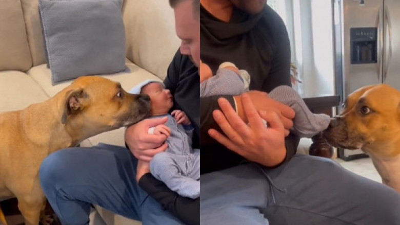 Reacția unui câine atunci când stăpânii lui au venit cu un bebeluș acasă. Imaginile au devenit virale