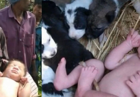 Un nou-născut a fost salvat de mai mulți pui de cățel după ce a fost abandonat. Imaginile au emoționat o lume întreagă