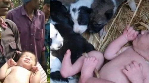 Un nou-născut a fost salvat de mai mulți pui de cățel după ce a fost abandonat. Imaginile au emoționat o lume întreagă