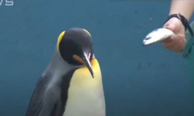 VIDEO Imagini virale cu pinguinii care refuză să mănânce pește ieftin. Animalele și-au dat seama imediat că le-a fost schimbată hrana