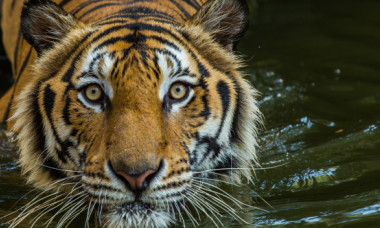 O femeie din India s-a luptat cu mâinile goale cu un tigru. A reușit să-și salveze fiul de 15 luni, dar ea a ajuns la spital