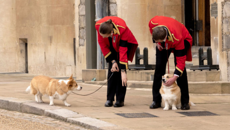 Câinii Reginei Elisabeta au încălcat o tradiție regală în timpul înmormântării. Detaliul care i-a dat de gol