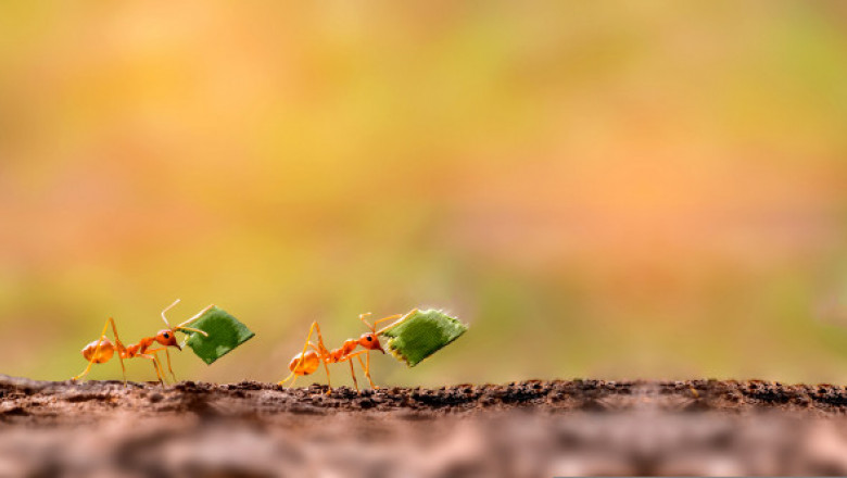 Câte furnici trăiesc pe Terra și de ce sunt importante pentru planetă. Cercetătorii au realizat cea mai minuţioasă estimare