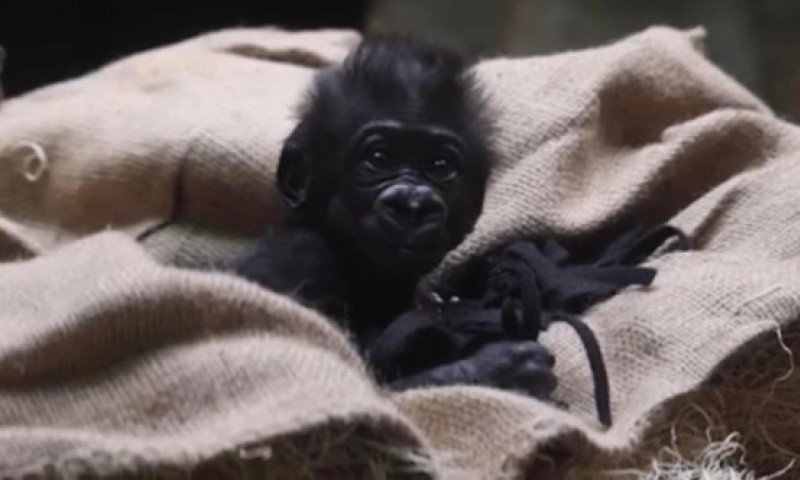 Momentul emoționant când un pui de gorilă născut prematur își întâlnește mama. Imaginile au devenit virale