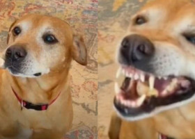 Reacția acestui câine după ce mănâncă o portocală a devenit virală. Clipul inedit a fost vizionat de aproape șase milioane de ori