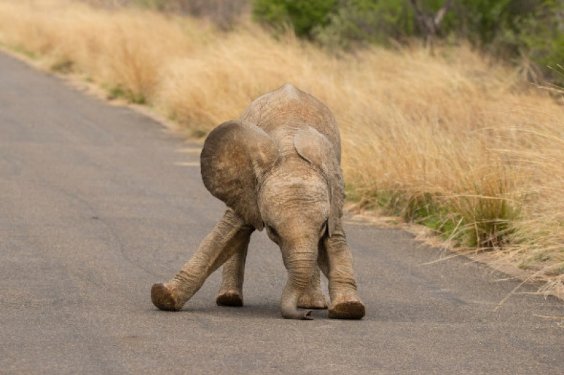 Acest pui de elefant iubește camera de fotografiat/ Profimedia