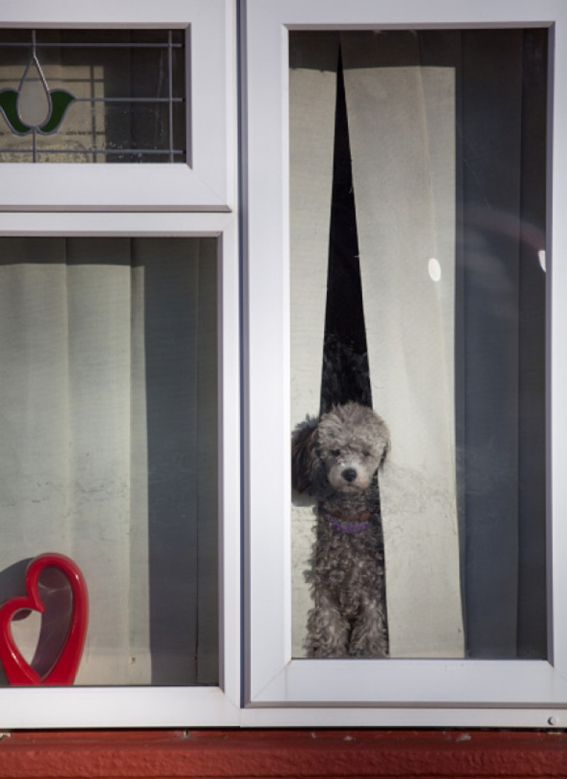 Câine care stă la fereastră/ Getty Images