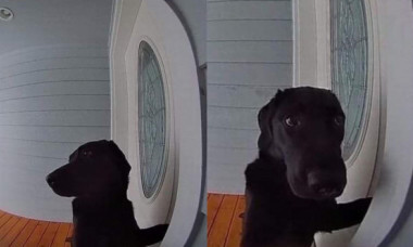 Ce a făcut un câine atunci când a fost lăsat afară de stăpânii lui. Imaginile au fost surprinse de camerele de supraveghere