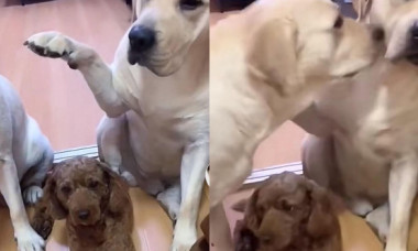 Cum a reacționat un câine când a fost ”trădat” de celălalt animal al familiei pentru că a făcut prostii. Imaginile sunt virale