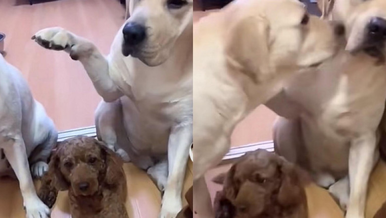 Cum a reacționat un câine când a fost ”trădat” de celălalt animal al familiei pentru că a făcut prostii. Imaginile sunt virale