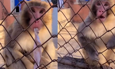 Această maimuță a devenit virală pe Tik Tok. Cum reacționează animalul când îi este luată hârtia din gură