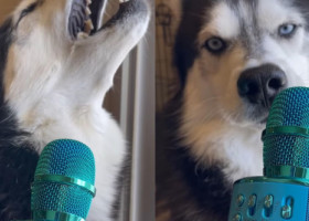 Momentul în care un câine Husky e surprins în timp ce cânta. Imaginile sunt virale: „E chiar mai bun decât Trevis Scott”