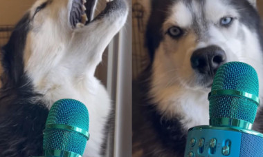 Momentul în care un câine Husky e surprins în timp ce cânta. Imaginile sunt virale: „E chiar mai bun decât Trevis Scott”