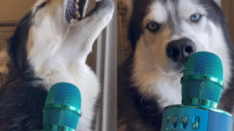 Momentul în care un câine Husky e surprins în timp ce cânta. Imaginile sunt virale: „E chiar mai bun decât Trevis Scott”