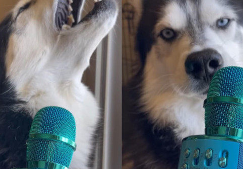 Momentul în care un câine Husky e surprins în timp ce cânta. Imaginile sunt virale: „E chiar mai bun decât Trevis Scott”