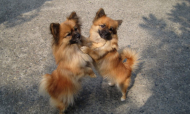 Doi câini pot fi gemeni identici genetic, însă este extrem de rar. Cum poți să-ți dai seama dacă patrupedul tău are un frate geamăn