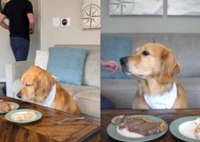 Acest câine a trecut testul suprem. Imaginile cu patrupedul care refuză să mănânce o friptură suculentă au devenit virale