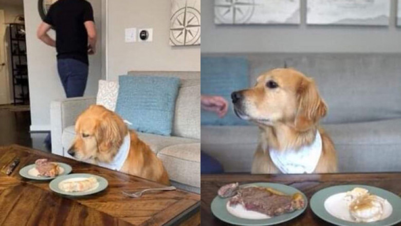 Acest câine a trecut testul suprem. Imaginile cu patrupedul care refuză să mănânce o friptură suculentă au devenit virale