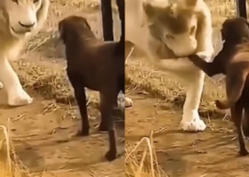 Imaginile surprinse cu un leu și un câine au devenit virale pe Tik Tok, utilizatorii fiind uimiți de reacția animalului sălbatic