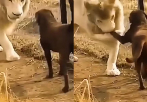 Imaginile surprinse cu un leu și un câine au devenit virale pe Tik Tok, utilizatorii fiind uimiți de reacția animalului sălbatic atunci