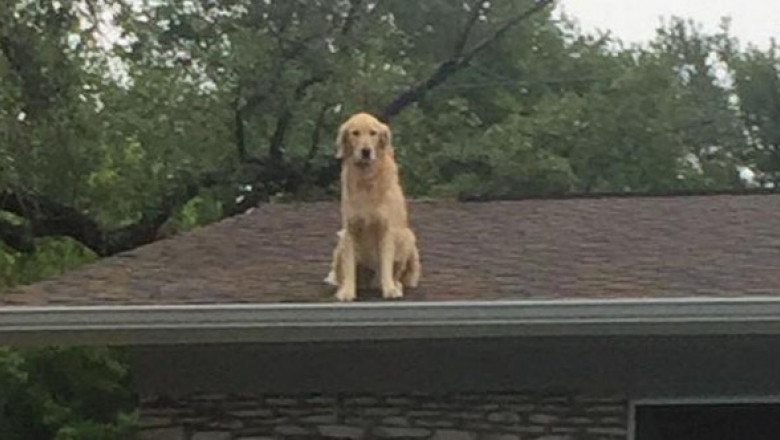 Motivul pentru care un câine adoră să petreacă timpul pe acoperiș. Stăpâna sa a fost forțată de vecini să pună un afiș în fața casei