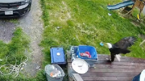 Momentul incredibil când un câine scapă din ghearele unui vultur pleșuv. Imaginile au devenit virale