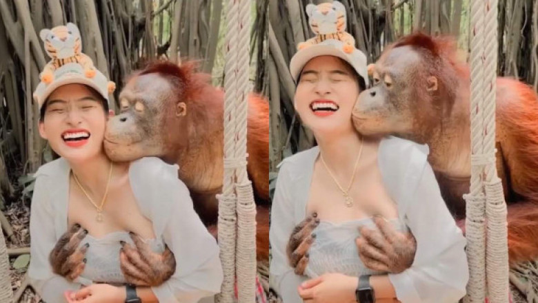 Reacția unei femei după ce a fost sărutată de un urangutan în timpul vizitei sale la grădina zoologică: „Am izbucnit în râs”