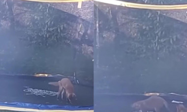 Reacția unei vulpi care descoperă pentru prima data o trambulină. Animalul sălbatic nu se mai satură de sărituri