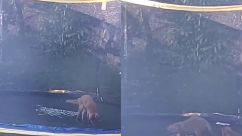 Reacția unei vulpi care descoperă pentru prima data o trambulină. Animalul sălbatic nu se mai satură de sărituri