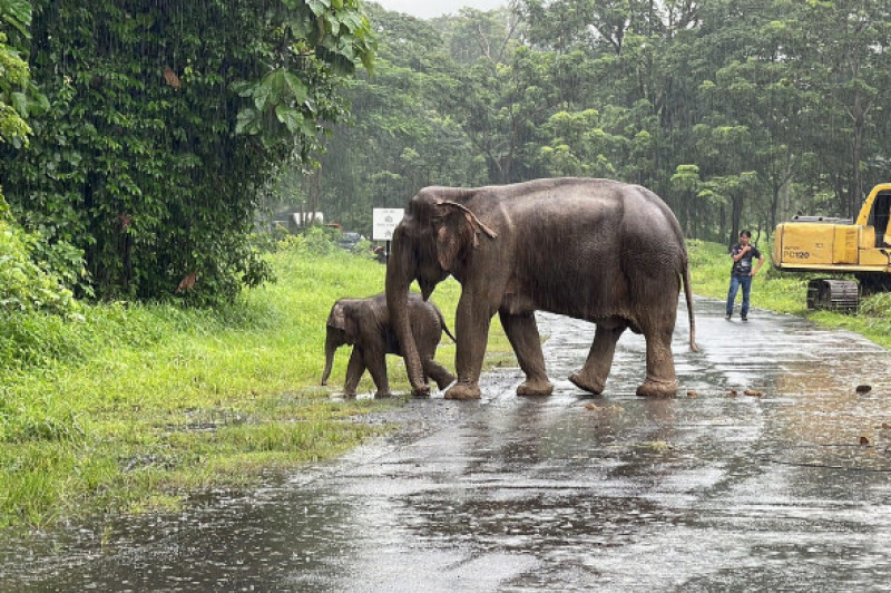 Salvarea dramatică a unui pui de elefant din Thailanda/ Profimedia