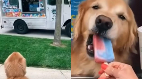 Reacția unui câine când vede mașina de înghețată a devenit virală. Adorabilul patruped primește gustări de la angajați