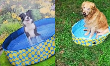 A vrut să-i cumpere câinelui său o piscină, însă produsul nu era deloc ca cel de pe internet. Reacția patrupedului este virală