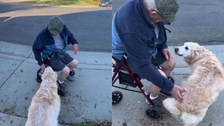 Gestul unui câine pentru vecinul său în vârstă i-a emoționat pe internauți până la lacrimi: „E cel mai frumos lucru pe care l-am văzut”