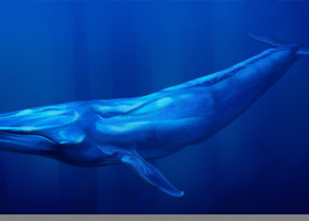 Balenele albastre înghit zilnic până la 10 milioane de fragmente de microplastic. Semnal de alarmă și pentru săntatea noastră