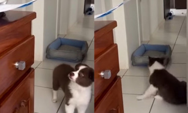 Reacția unui câine când vede o imprimantă a devenit virală. Patrupedul nu a stat deloc pe gânduri și a acționat: „Am răs cu lacrimi”