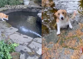 Imagini virale cu un câine care intră în panică după ce peștii familiei au dispărut: „Prietenia lor e unică”