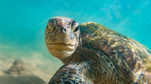 Moment unic surprins de un fotograf. O broască țestoasă i-a făcut cu ochiul în timpul unei sesiuni de înot