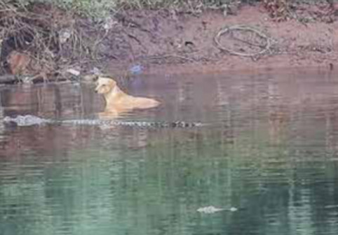 Un câine a fost ajutat de crocodili să părăsească o mlaștină în siguranță. Ce au descoperit cercetătorii după ce au analizat reptilele