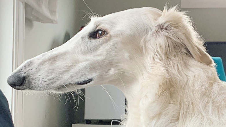 Cum arată câinele cu cel mai lung nas din lume. Botul lui are o lungime de peste 30 de centimetri