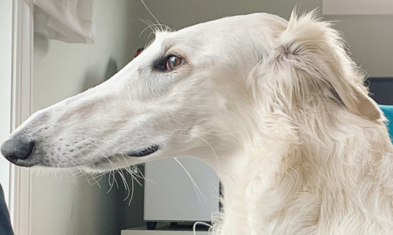 Cum arată câinele cu cel mai lung nas din lume. Botul lui are o lungime de peste 30 de centimetri