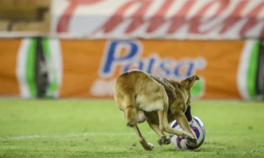 Momente amuzante la un meci din Mexic: Jocul a fost întrerupt de un câine care a luat mingea în gură şi nu a mai vrut să îi dea drumul