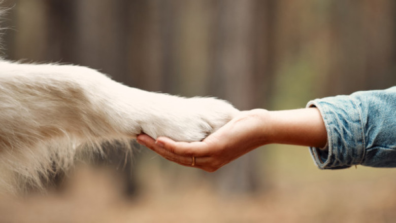 Detectivi de animale de companie, o meserie tot mai populară în China. Cel mai greu caz cu care s-a confruntat una dintre firme
