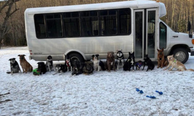 Un autobuz pentru câini din Alaska face furori pe internet. Oamenii sunt uimiți: „Nu pot să cred că există așa ceva”