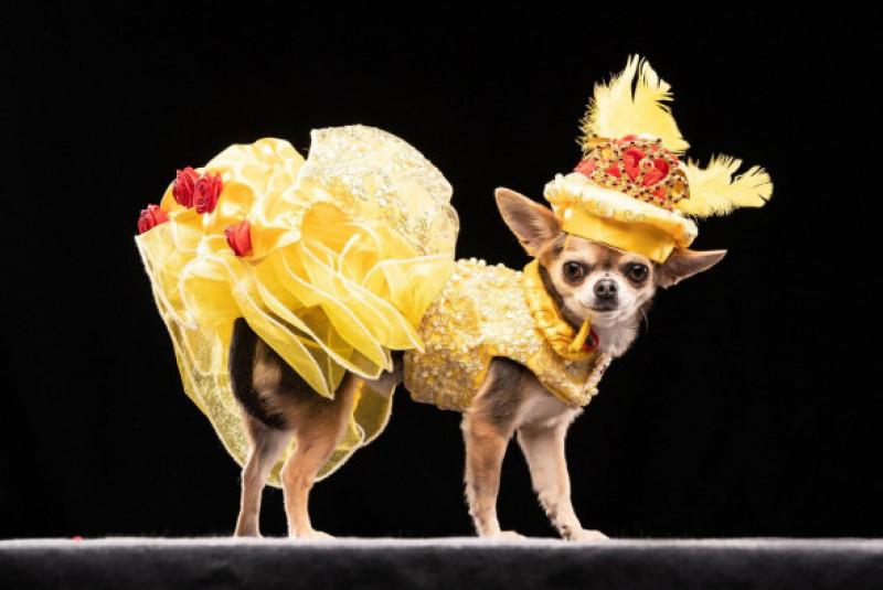 Lindy Chihuahua/ Foto: Profimedia