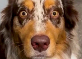 Reacția hilară a unui câine după ce a fost sterilizat. Medicii veterinari nu au mai văzut niciodată așa ceva