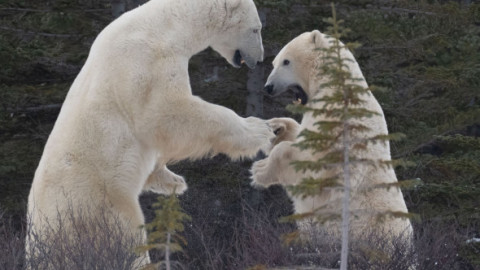 Dans al dragostei sau luptă aprigă?! Imaginile cu doi urși polari au făcut furori pe rețelele sociale