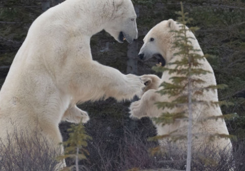 Dans al dragostei sau luptă aprigă?! Imaginile cu doi urși polari au făcut furori pe rețelele sociale
