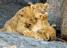 Dovada că iubirea există și în rândul animalelor. Cum au fost surprinși niște pui de leu în habitatul lor natural