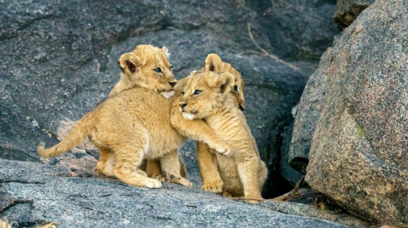 Cum au fost surprinși niște pui de leu în habitatul lor natural