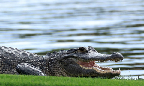 „Sunt crocodili absolut peste tot”. Avertismentul autorităților după inundațiile din Australia